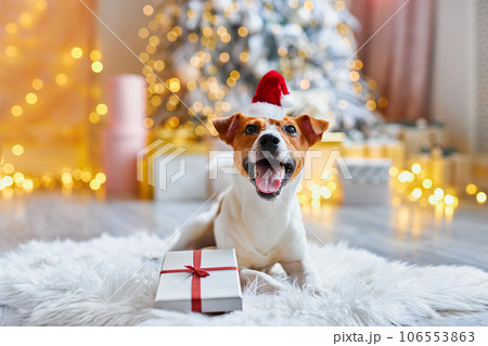 Cute and Funny Jack Russell Terrier is waiting for the holiday at home. Cute and Funny Jack Russell Terrier is waiting for the holiday at home. 106553863