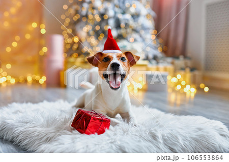 Cute and Funny Jack Russell Terrier is waiting for the holiday at home. Cute and Funny Jack Russell Terrier is waiting for the holiday at home. 106553864