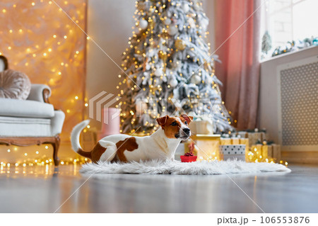 Preparing for Christmas, New Year's decor, a dog with Christmas balls Preparing for Christmas, New Year's decor, a dog with Christmas balls 106553876