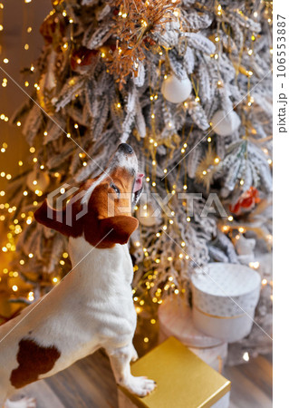 Cute and Funny Jack Russell Terrier is waiting for the holiday at home. 106553887