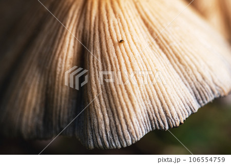 Closeup shot of little japanese umbrella mushroom with Dicyrtomina ornata. 106554759