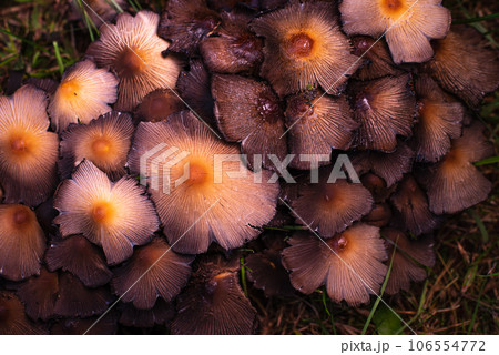 Closeup shot of little japanese umbrella mushroom 106554772