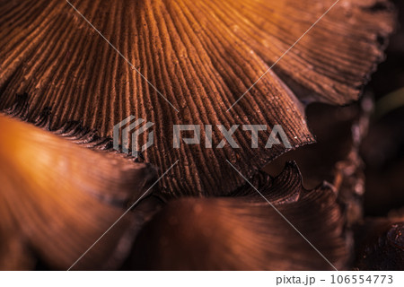 Closeup shot of little japanese umbrella mushroom Closeup shot of little japanese umbrella mushroom 106554773