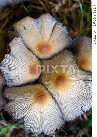 Closeup shot of little japanese umbrella mushroom 106554817