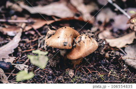 Forest mushrooms. 106554835