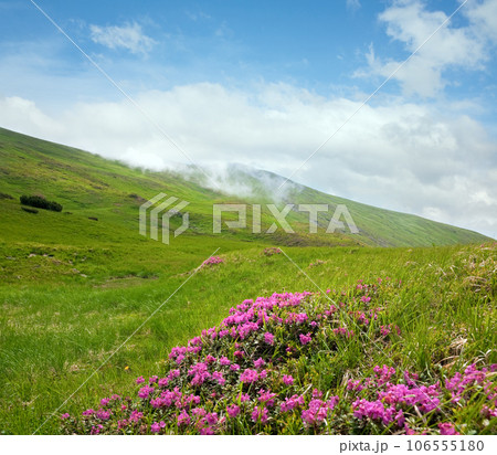 Rhododendron flowers in summer mountain 106555180