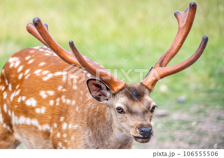 Wildlife Deer Fawn in german Reh, Kitz or Rehkitz Capreolus capreolus close up walking in the gras Wildlife Deer Fawn in german Reh, Kitz or Rehkitz Capreolus capreolus close up walking in the gras 106555506