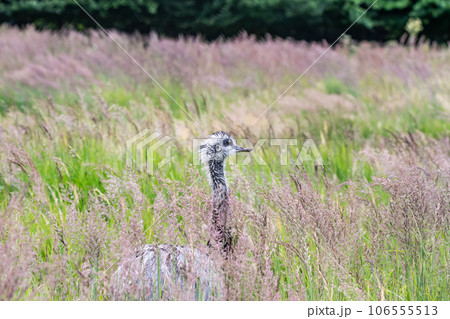 Austrailian Wildlife Emu Dromaius novaehollandiae, close up portrait walking in the bush grass Austrailian Wildlife Emu Dromaius novaehollandiae, close up portrait walking in the bush grass 106555513