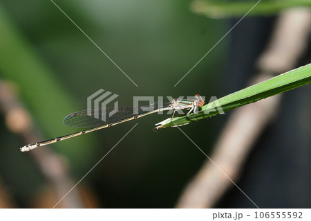 秋のホソミイトトンボ（メス） 106555592
