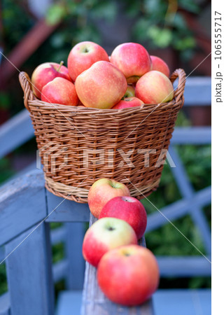 Basket full of freshly picked red Gala apples. Basket full of freshly picked red Gala apples. 106555717