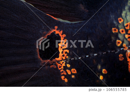 グラフィック素材　眼状斑　アストロノータス 106555785