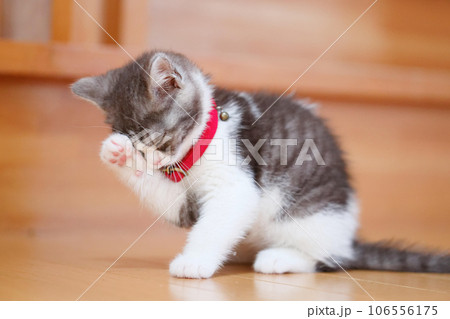 顔を洗う子猫 顔を洗う子猫 106556175