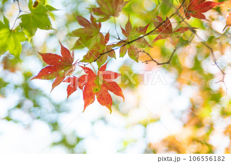 紅葉 紅葉 106556182