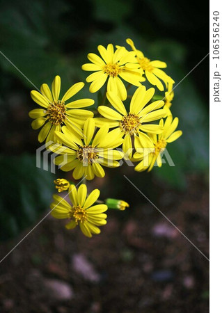 沈丁花(赤系)の小苗(葉先まで13センチほど) （沈丁花