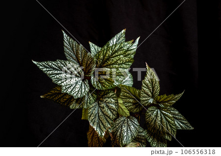 Leaves of variegated houseplant begonia on a black background.  106556318