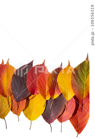 border of colorful autumn leaves isolated on a white background. Top border of colorful autumn leaves isolated on a white background. Top 106556319