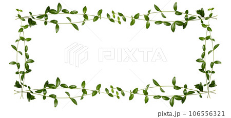 Banner. Frame with green branches isolated on white background. Top Banner. Frame with green branches isolated on white background. Top 106556321