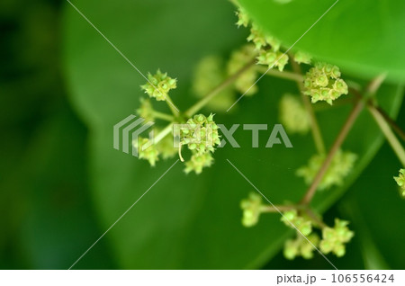 ハスノハカズラの雌花 106556424