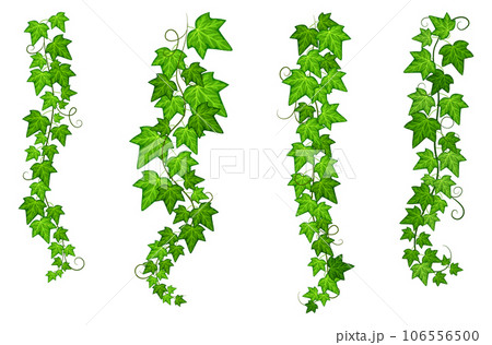 Hanging creeper branch set. Green natural vines Hanging creeper branch set. Green natural vines 106556500