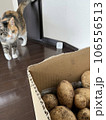 ジャガイモと猫 106556513