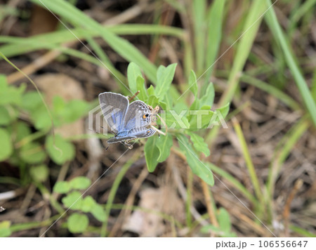 天草夕陽八景④ マリア像の夕陽付近に舞っていたクロマダラソテツシジミ 熊本県天草市河浦町崎津 天草夕陽八景④ マリア像の夕陽付近に舞っていたクロマダラソテツシジミ 熊本県天草市河浦町崎津 106556647