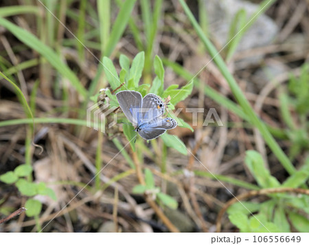 天草夕陽八景④ マリア像の夕陽付近に舞っていたクロマダラソテツシジミ 熊本県天草市河浦町崎津 天草夕陽八景④ マリア像の夕陽付近に舞っていたクロマダラソテツシジミ 熊本県天草市河浦町崎津 106556649