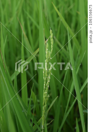 白く小さい イネの花 106556675