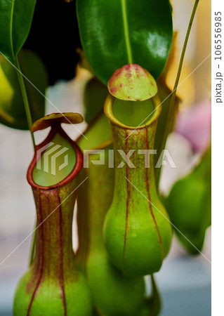 食虫植物 食虫植物 106556985