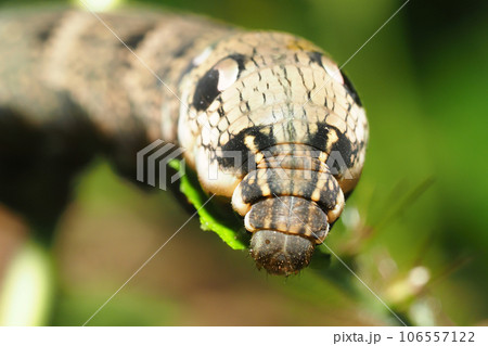 ベニスズメの幼虫 106557122