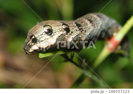 ベニスズメの幼虫 106557125