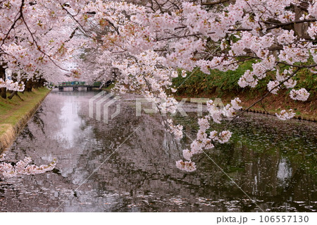 青森県弘前市下白銀町弘前公園　弘前城外濠の出来かけのさくらの花筏と満開のソメイヨシノ桜並木 106557130
