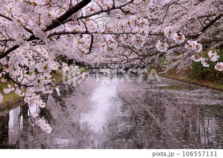 青森県弘前市下白銀町弘前公園 弘前城外濠の出来かけのさくらの花筏と満開のソメイヨシノ桜並木の写真素材 [106557131] - PIXTA