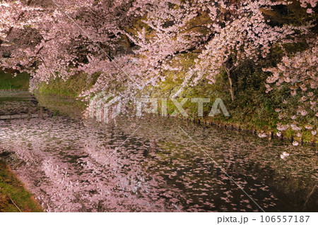 青森県弘前市下白銀町弘前公園 弘前城外濠さくらの花筏と満開のソメイヨシノ桜並木ライトアップ 青森県弘前市下白銀町弘前公園 弘前城外濠さくらの花筏と満開のソメイヨシノ桜並木ライトアップ 106557187