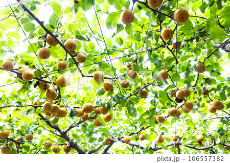 秋の味覚、埼玉の梨、彩玉 106557382