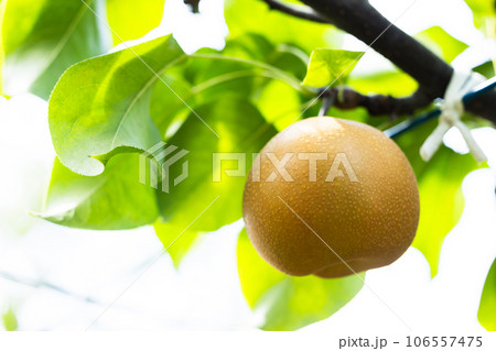 秋の味覚、旬の梨、秋麗 106557475