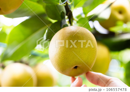 秋の味覚、旬の梨、秋麗 秋の味覚、旬の梨、秋麗 106557478