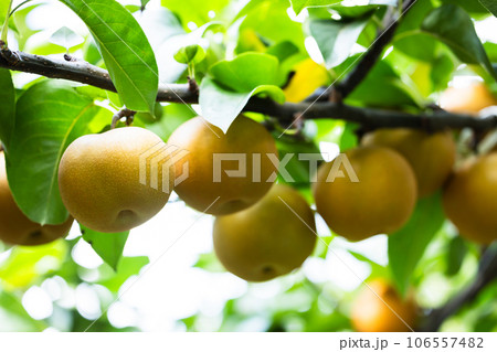秋の味覚、旬の梨、あきづき 106557482