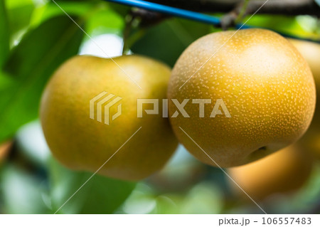 秋の味覚、旬の梨、あきづき 106557483