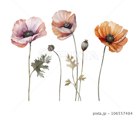 Set of watercolor poppies. Hand painted illustration. 106557484