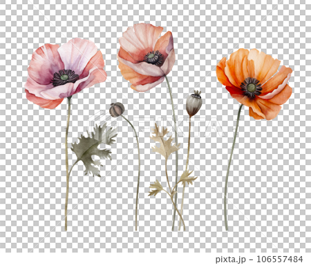 Set of watercolor poppies. Hand painted illustration. 106557484