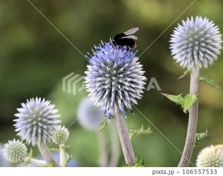 阿蘇くじゅう高原ユースホステルのヒゴタイの花 熊本県阿蘇郡南小国町満願寺 阿蘇くじゅう高原ユースホステルのヒゴタイの花 熊本県阿蘇郡南小国町満願寺 106557533