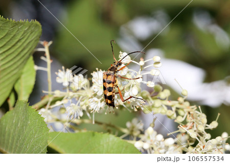 ヨツスジハナカミキリ ヨツスジハナカミキリ 106557534