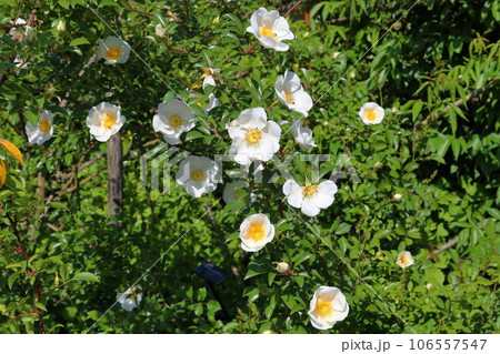 ナニワイバラの花 ナニワイバラの花 106557547