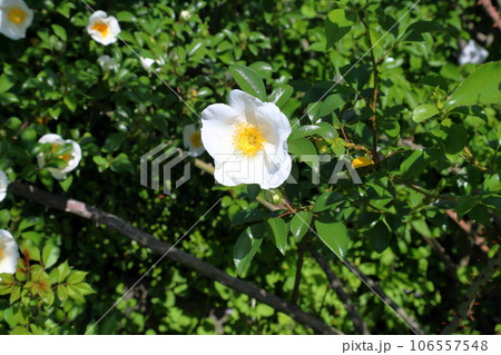 ナニワイバラの花 106557548
