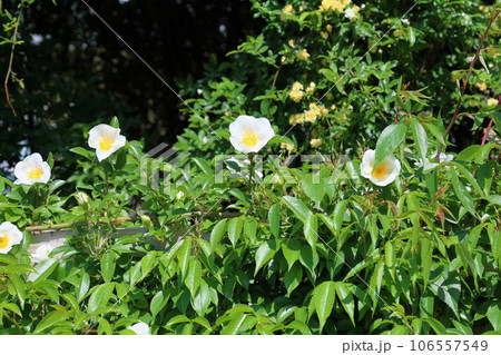ナニワイバラの花 106557549