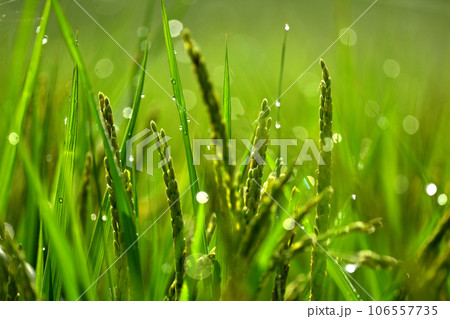 朝露に輝く田と稲穂 朝露に輝く田と稲穂 106557735