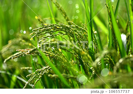 朝露に輝く田と稲穂 106557737