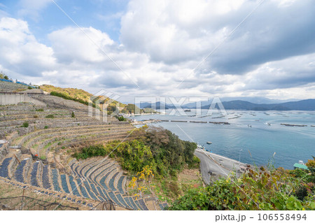 遊子水荷浦の段畑 106558494