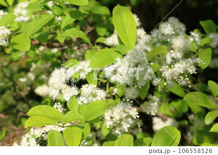 サワフタギの花 106558526