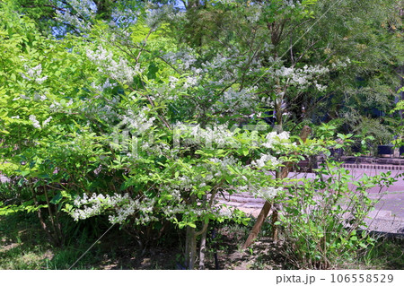 サワフタギの花 サワフタギの花 106558529